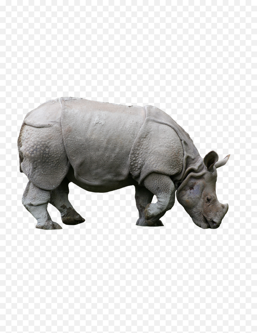 Rhino Animals Nature Sticker Png - Indian Rhino,Rhino Png