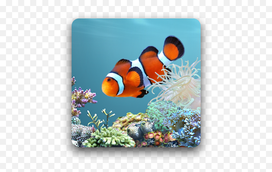 Tools For Life Png Skype Fish Icon