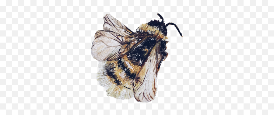 Transparent Animal Tumblr - Aesthetic Bee Transparent Png,Bee Transparent Background