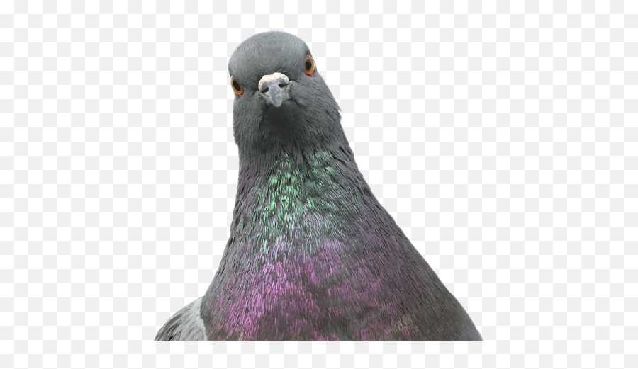 Download Post - Gif Pigeon Full Size Png Image Pngkit Pigeon Head,Pigeon Png