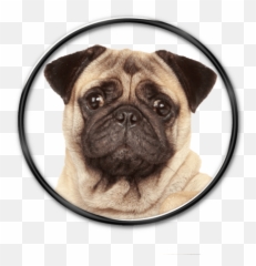 Free Transparent Pug Face Png Images Page 1 Pngaaa Com - pug face roblox