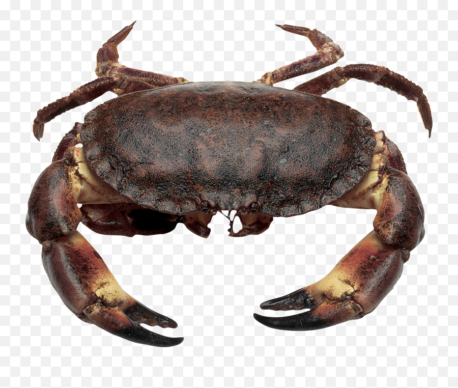 Crab Png - High Resolution Crabs,Crab Transparent Background