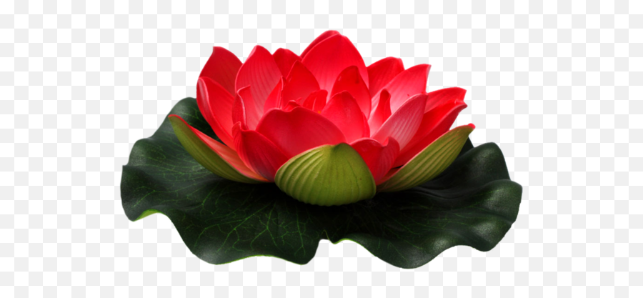 Clipart Flowers Nelum Transparent - Red Lotus Flower Png,Lotus Png