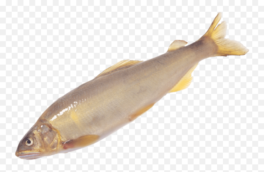 This Png File Is About Fish Clipart Roach Gudgeon