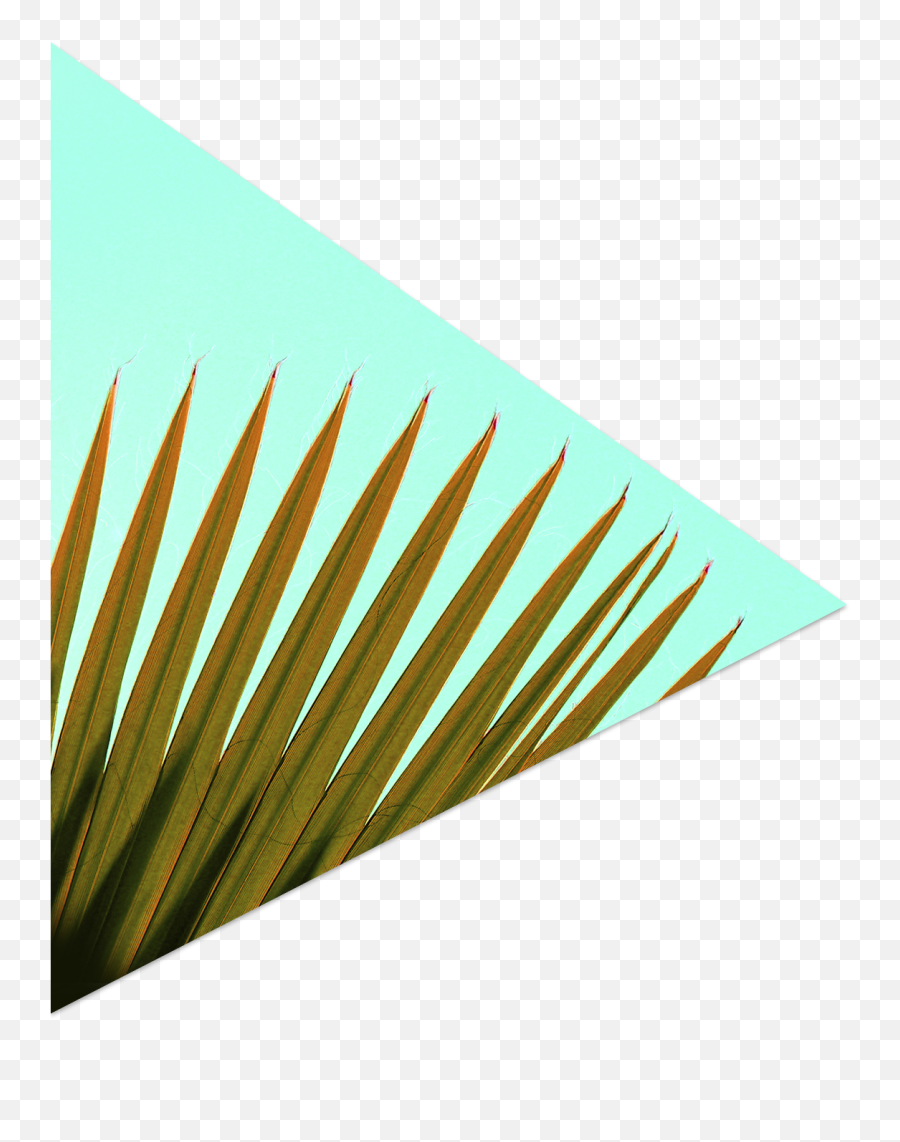Download Palm Frond - Paper Png Image With No Background Paper,Palm Frond Png