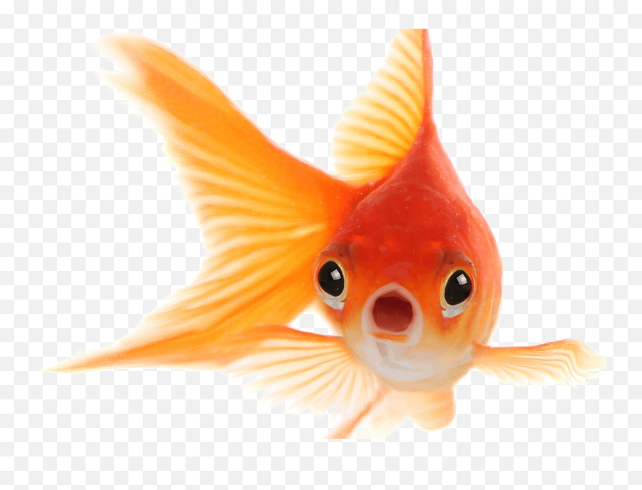 Goldfish Png Photo - Face Of Gold Fish,Fish Png Transparent