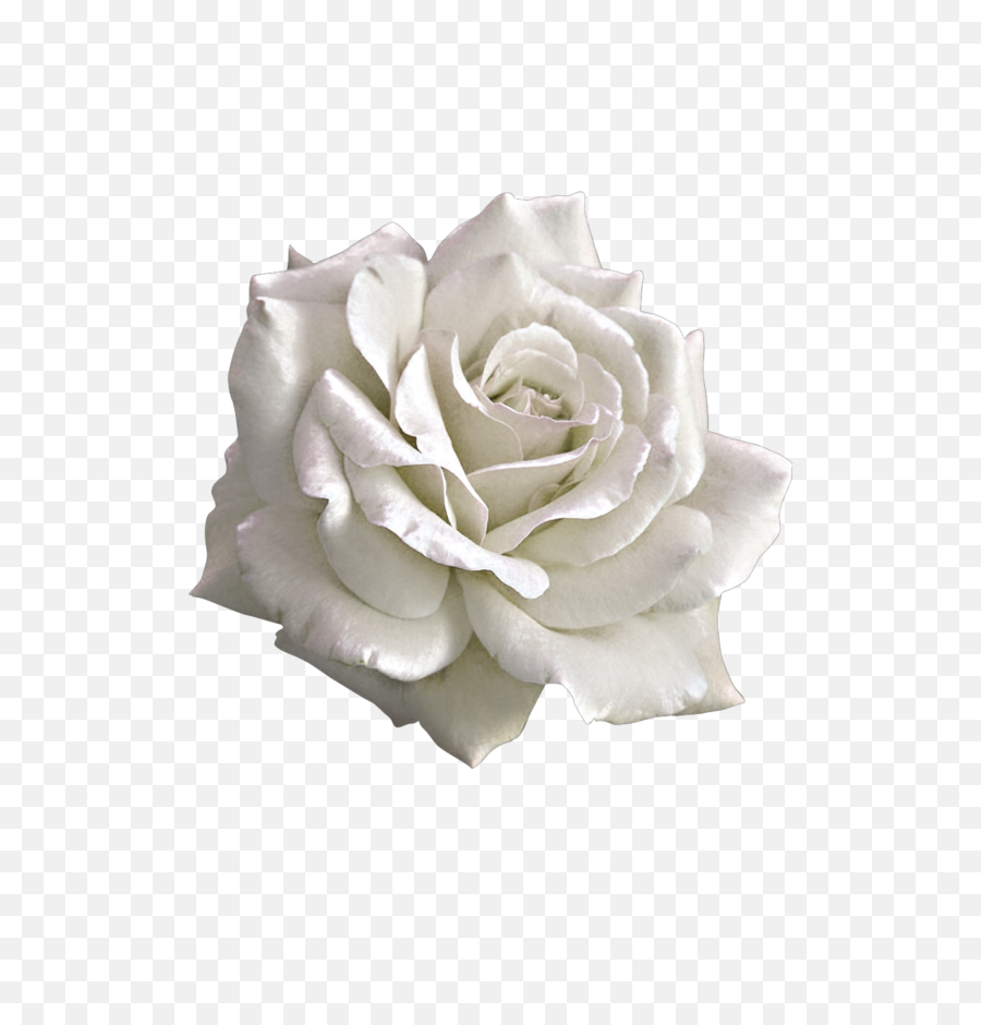 White Flower Flowercrown Floral Soft Cute Aesthetic Transparent Pink Flower Png White Roses Png Free Transparent Png Images Pngaaa Com