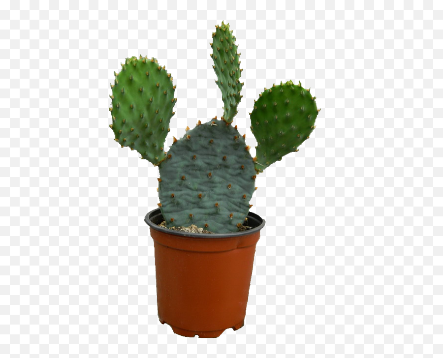 Cactus Png Image - Cactus,Nopal Png