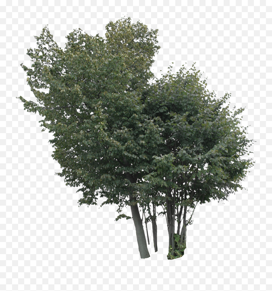 Linden Free Cut Out People Trees And Leaves - Tree Png,Cypress Tree Png