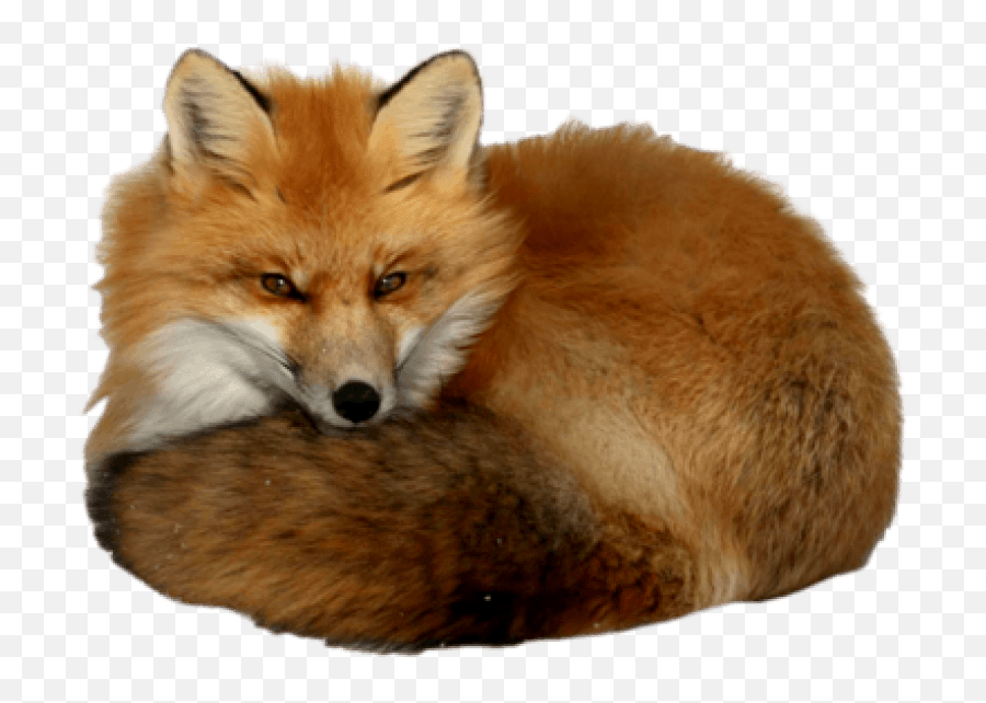 Fox Clipart Dhole Picture 1150308 - Realistic Red Fox Clipart Png,Fox Clipart Png