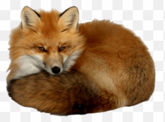 Fox Clipart Dhole Picture 1150308 - Realistic Red Fox Clipart Png,Fox Clipart Png
