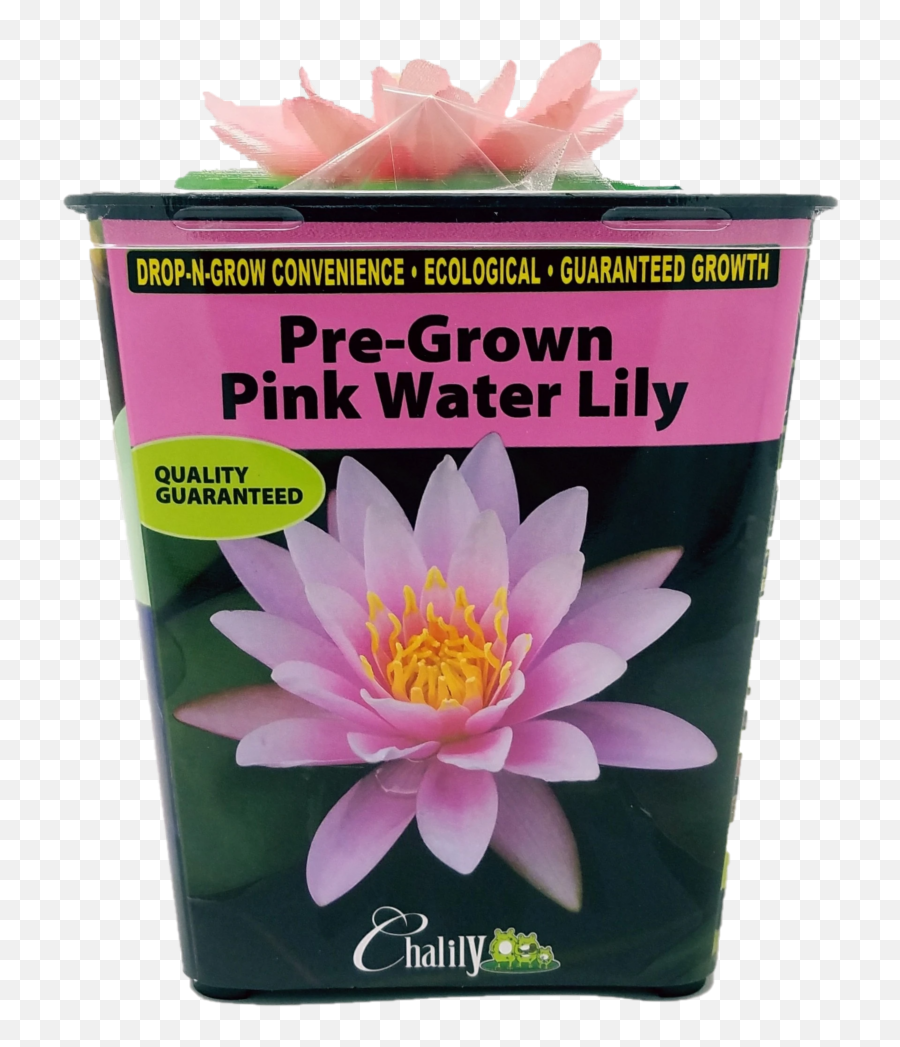 Live Aquatic Water Lily Pre - Grown Prerooted Dropngrow Convenience Water Lily Png,Water Lily Png