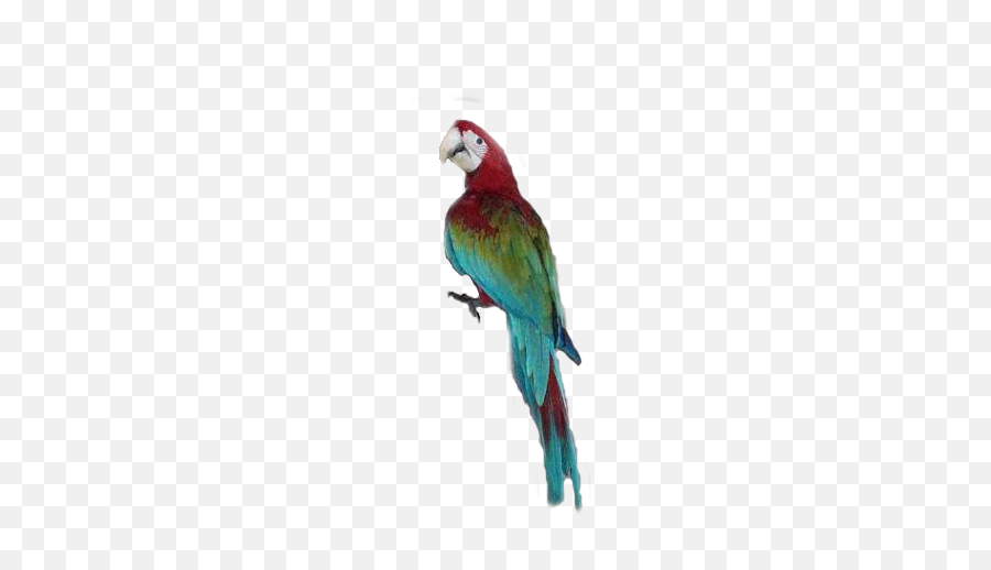 Download Macaw Transparent Hq Png Image - Green Winged Macaw Transparent,Macaw Png