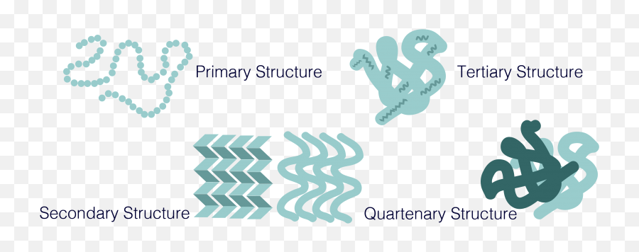 Teambostonumodeling - 2015igemorg Primary Structure Of Protein Png,Protein Png