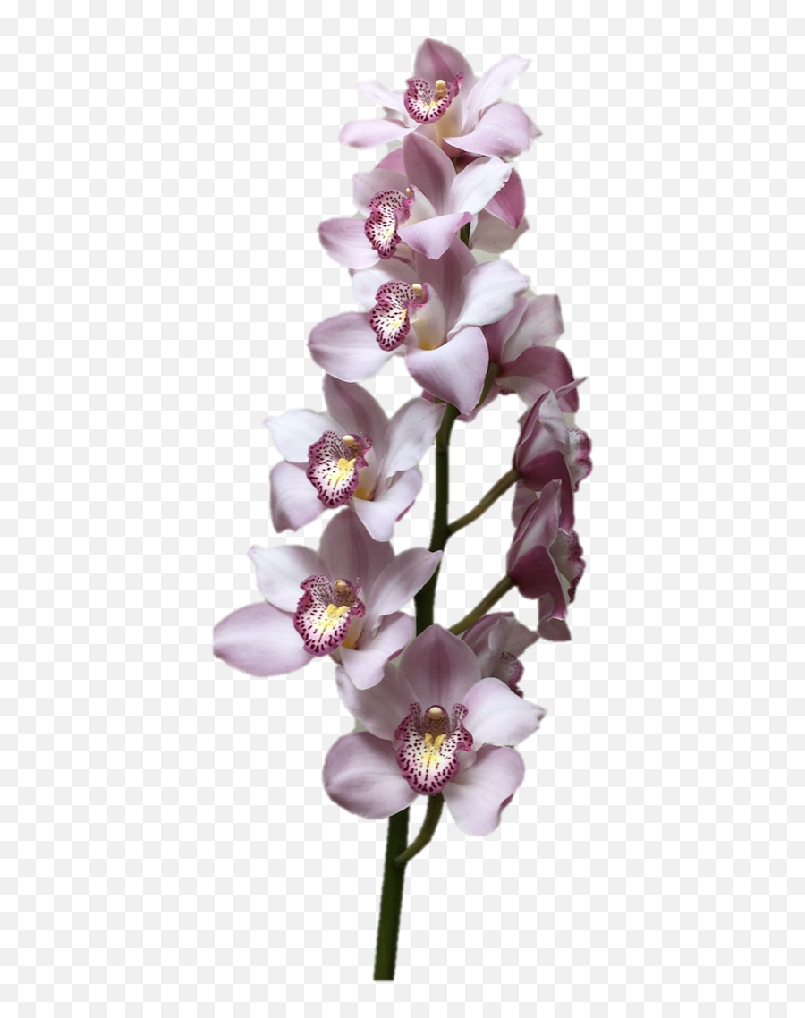 Download Hd Cymbidium Supreme Light - Moth Orchids Png,Orchids Png