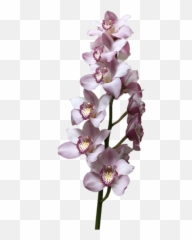 Download Hd Cymbidium Supreme Light - Moth Orchids Png,Orchids Png