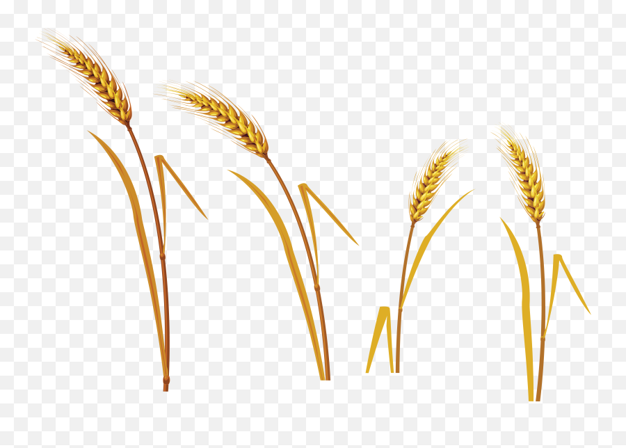 Great Grains And Wheats - Wheat Png,Grains Png