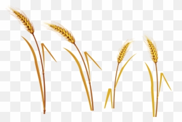 Great Grains And Wheats - png