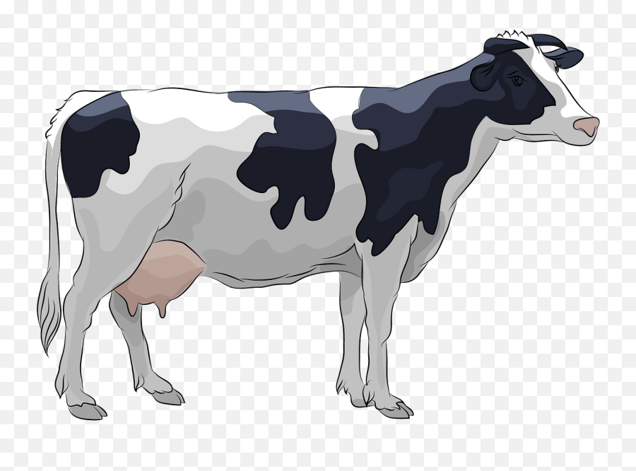 Cow Clipart Real - Holstein Cow Clipart Png,Cow Transparent