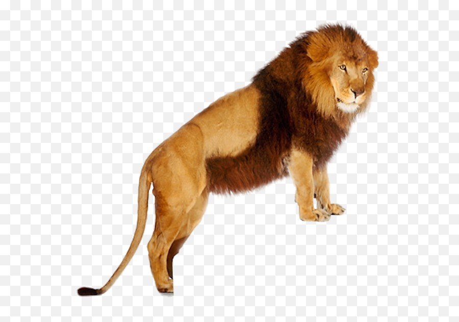 Lion Png Images And Clipart Free Download - Lions Png Hd,Lions Png