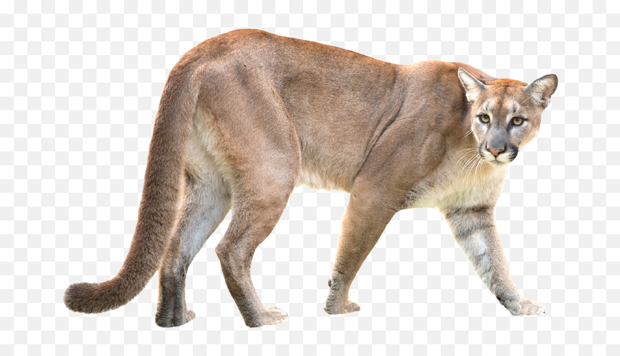 Download Puma Mountain Lion - Puma Animal White Background Png,Puma Png