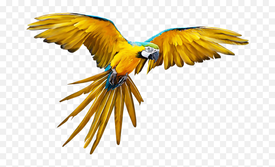 Free Png Parrot - Konfest,Parrot Png