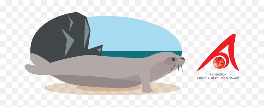 Mediterranean Monk Seal 2 U2013 Philippe Gaubert - Cartoon Mediterranean Monk Seal Png,Seal Png