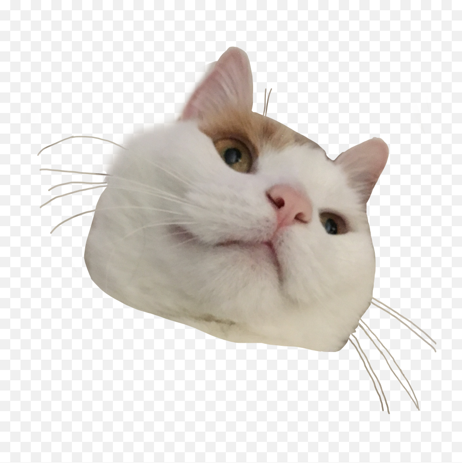 Cat Kitty Aesthetic Png Cute Freetoedit - Png Transparent Aesthetic Png Cat,Cute Cat Png