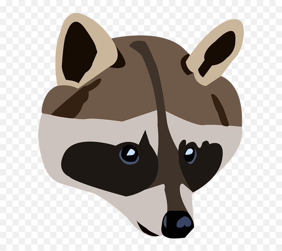 Raccoon Animal Wild - Free Image On Pixabay Raccoon Png,Raccoon Png