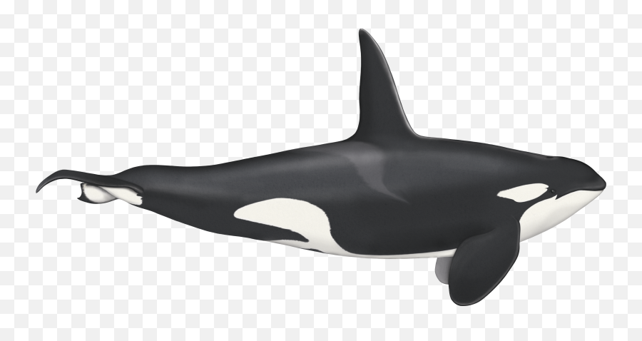 Southern Resident Orca Update Recapping An - Centric Killer Whale Png,Orca Png