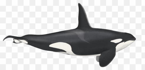 Southern Resident Orca Update Recapping An - Centric Killer Whale Png,Orca Png