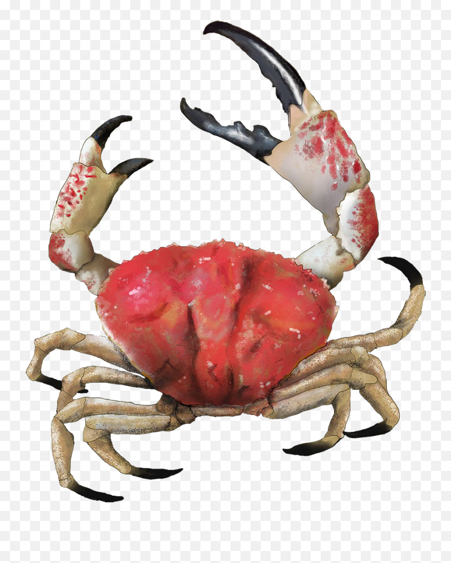 Crab Png Transparent Images Free Download Background