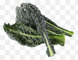Download Kale Drawing Wild Mustard - Rotten Kale Png,Kale Png