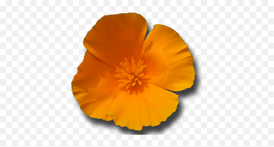 California Poppy Flower Essence - Californian Poppy Flower Png,Poppy Png