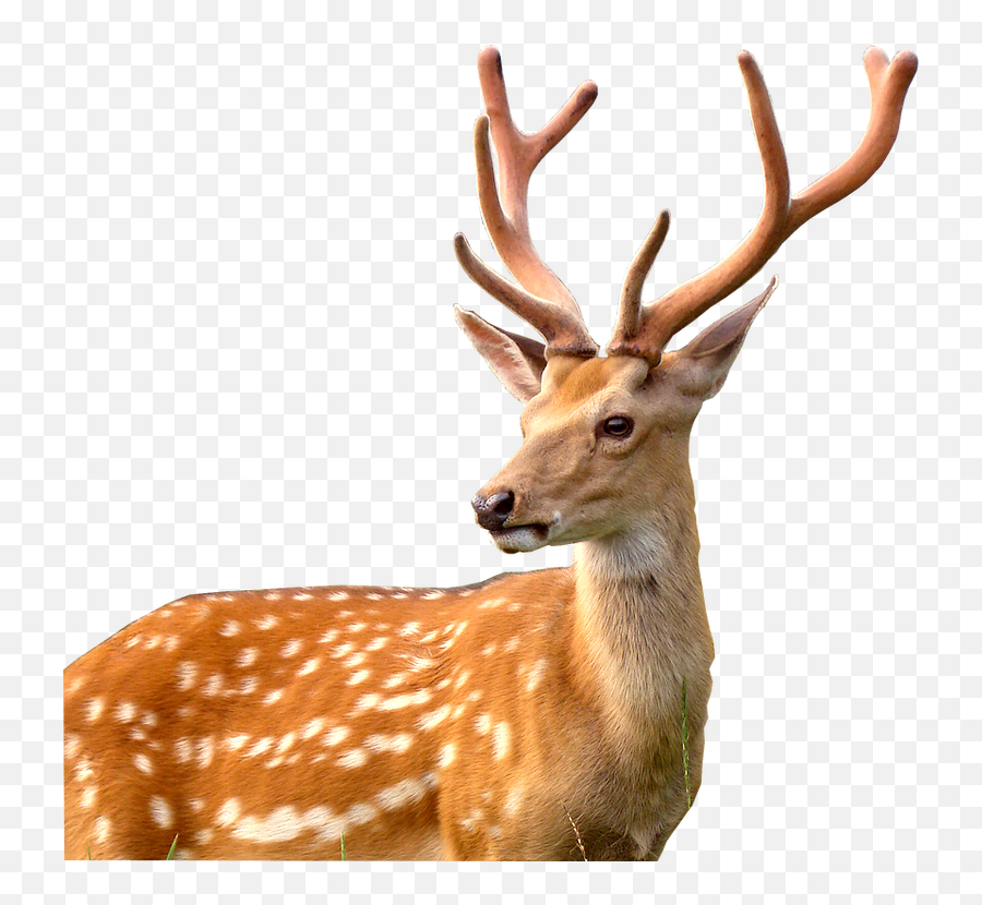 deer png