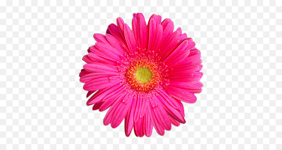 Pink Sunflower Png 1 Image - Pembe Çiçek Png,Sun Flower Png