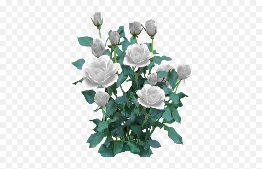 Script Library - Transparent White Rose Bush Png,White Roses Png