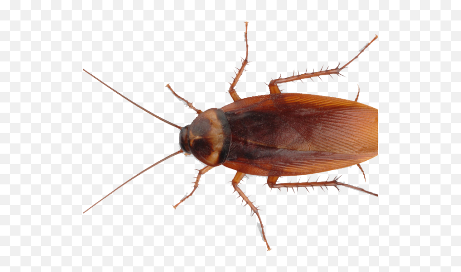 Download Diy Pest Control Cockroach - Cockroach Png Free Download,Cockroach Transparent
