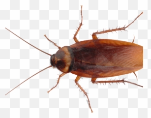 Download Diy Pest Control Cockroach - Cockroach Png Free Download,Cockroach Transparent