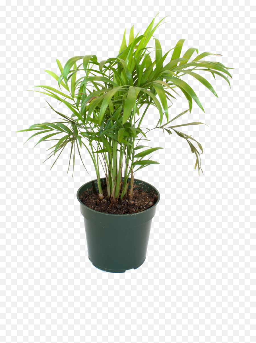 Inspiring Flowerpot Bamboo Houseplant - House Pot Plant Transparent Png,House Plant Png