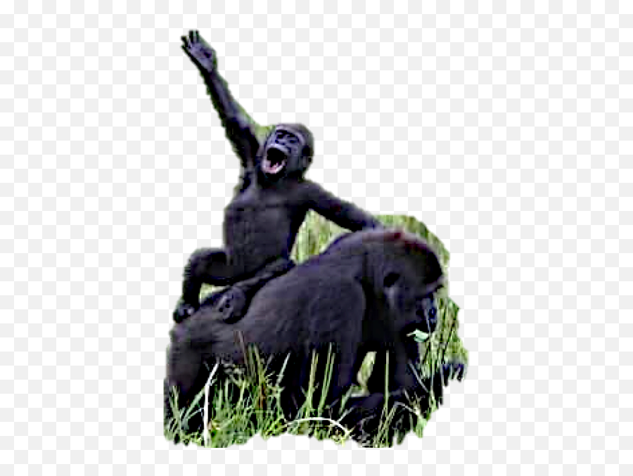 Current Campaigns Wilddazethemovie - Gorilla Png,Chimp Png