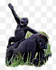Current Campaigns Wilddazethemovie - Gorilla Png,Chimp Png