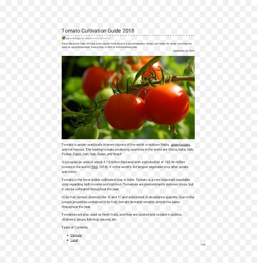 Download Hd Pdf - Tomato Transparent Png Image Nicepngcom Celebrity Tomato,Tomato Png