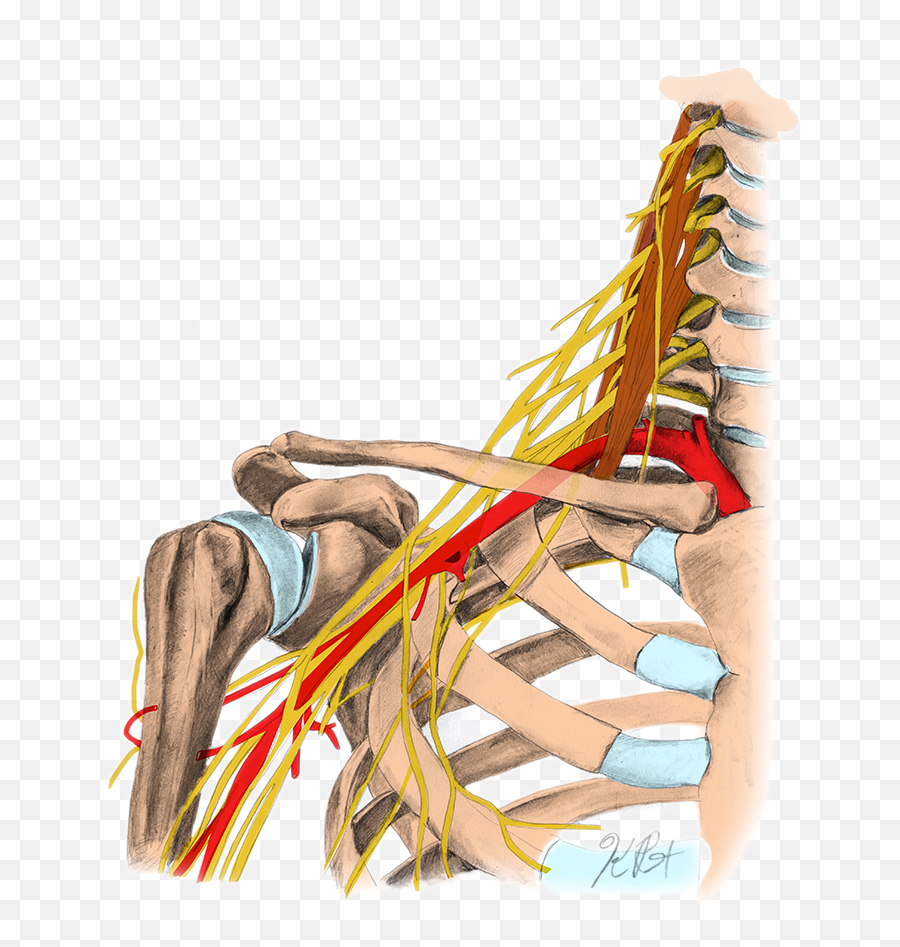 Anatomy Illustrations U2014 Kimberly Reinhardt Png