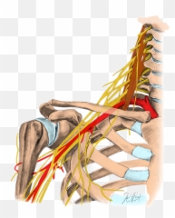 Anatomy Illustrations U2014 Kimberly Reinhardt Png