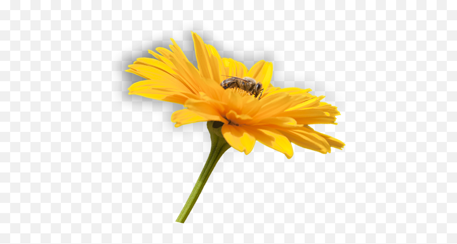 Flower - Flower And Bee Png Full Size Png Download Seekpng Bee With Flower Png,Bee Png