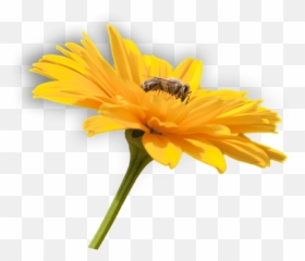 Flower - Flower And Bee Png Full Size Png Download Seekpng Bee With Flower Png,Bee Png