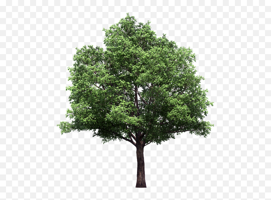 Download Vector Trees Plan Png - Trees With No Background,Trees Background Png