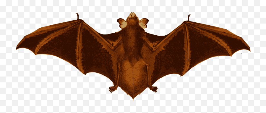 Bat Wings - Little Brown Myotis Png,Bat Wings Png