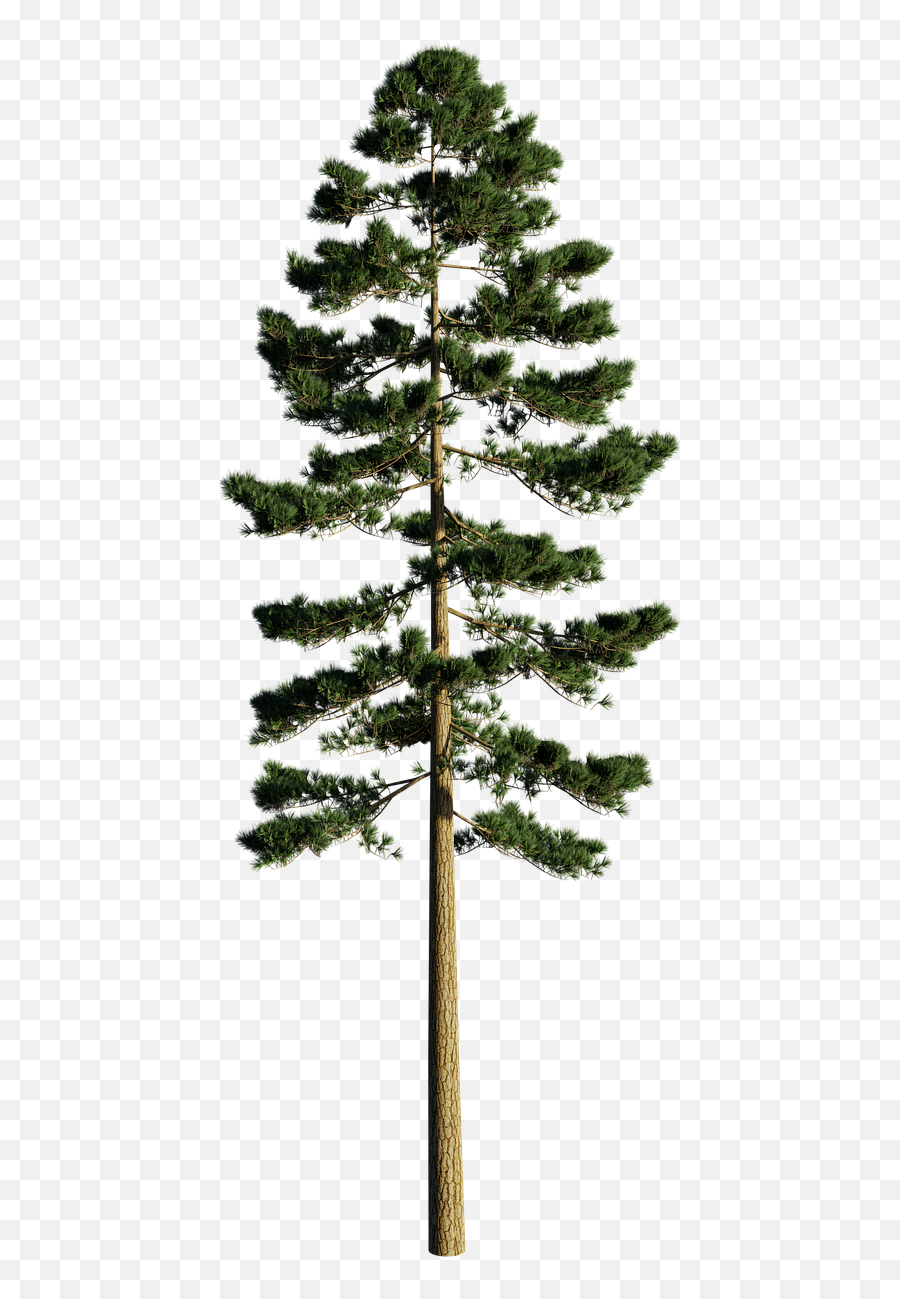 Pinus Ponderosa Pine Yellow - Ponderosa Pine Png,Pine Png
